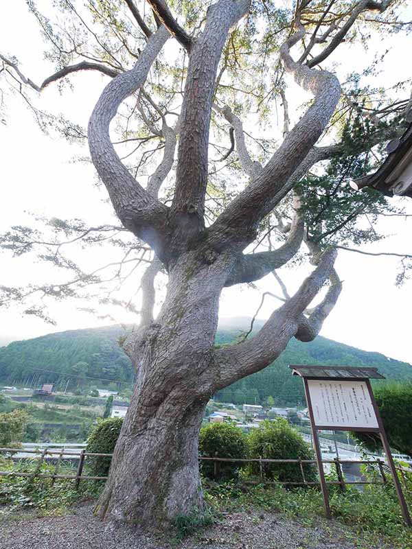 東漸寺のゴヨウマツ