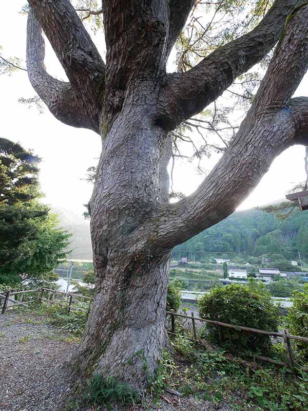 東漸寺のゴヨウマツ