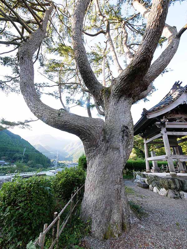 東漸寺のゴヨウマツ