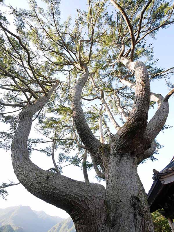 東漸寺のゴヨウマツ