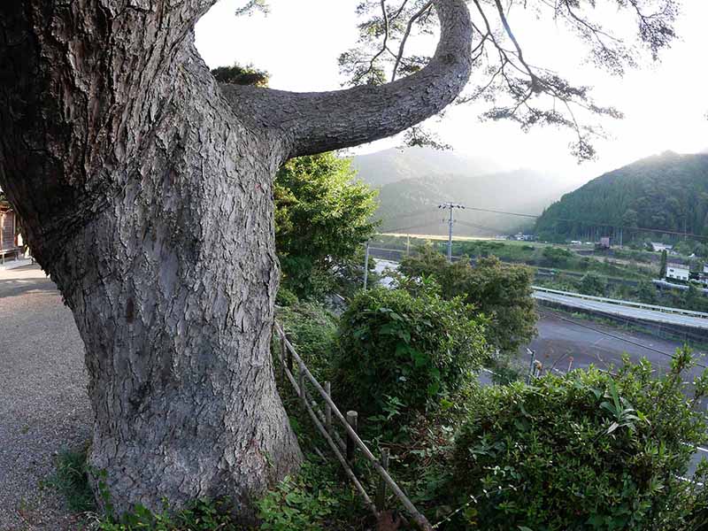 東漸寺のゴヨウマツ