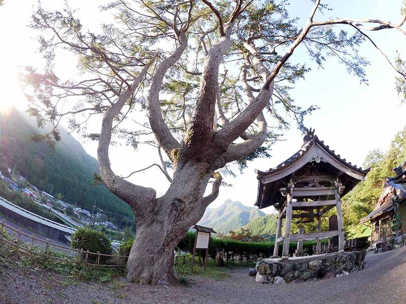 東漸寺のゴヨウマツ