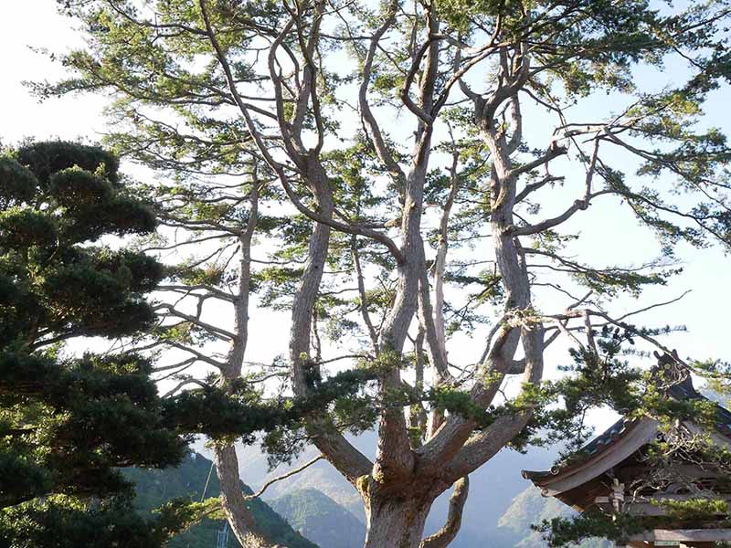 東漸寺のゴヨウマツ