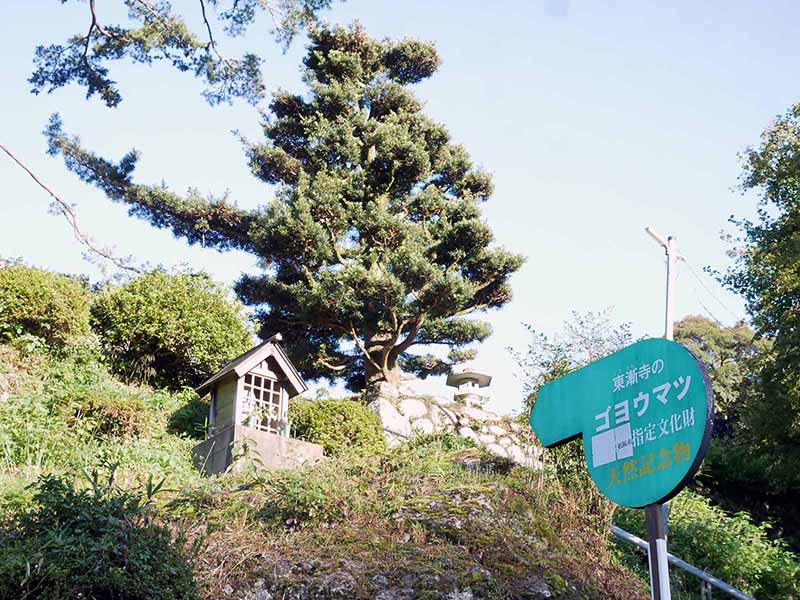 東漸寺のゴヨウマツ