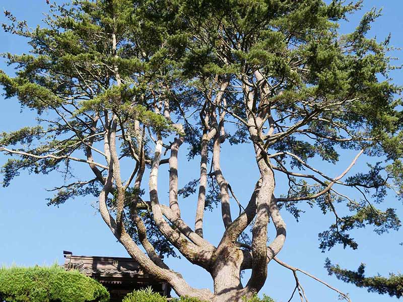 東漸寺のゴヨウマツ