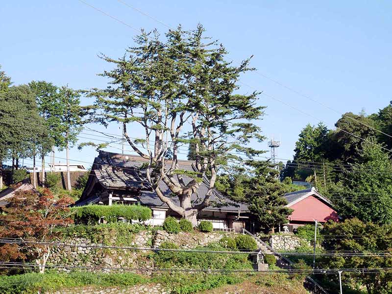 東漸寺のゴヨウマツ