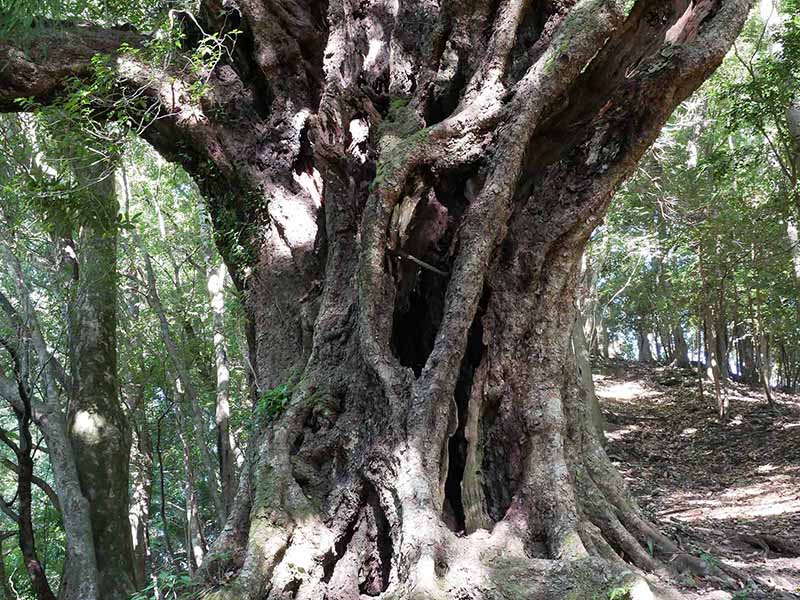 青田の大カシ