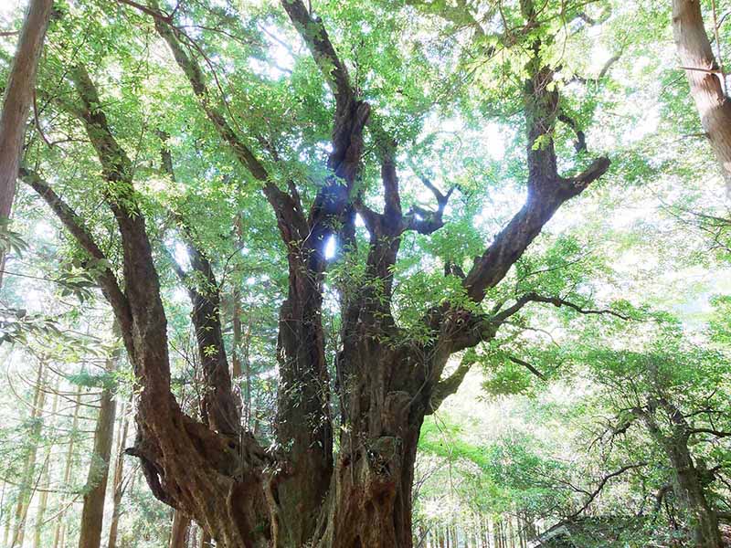 青田の大カシ