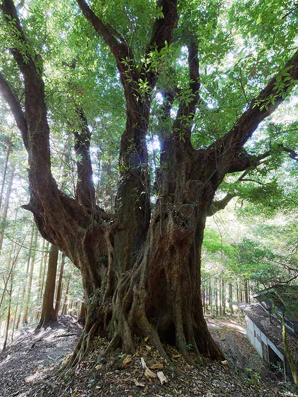 青田の大カシ