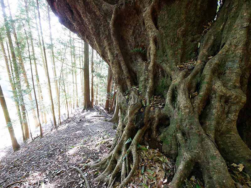 青田の大カシ