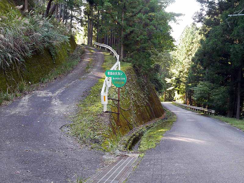 青田の大カシ