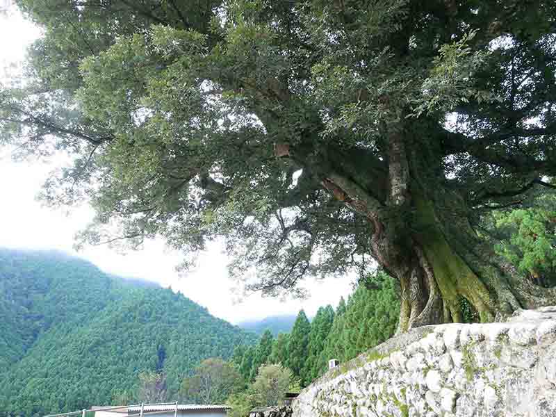 大淵寺のスダジイ