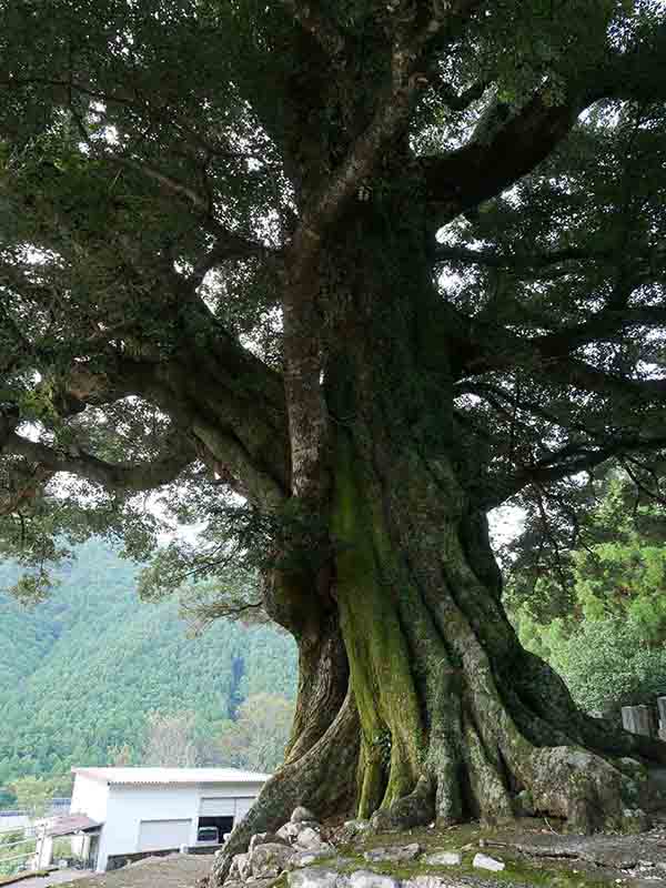 大淵寺のスダジイ