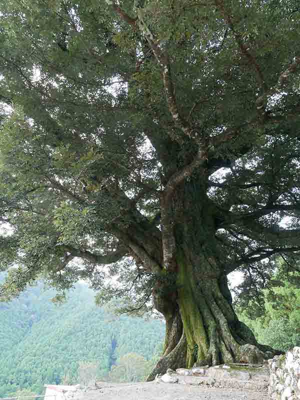 大淵寺のスダジイ