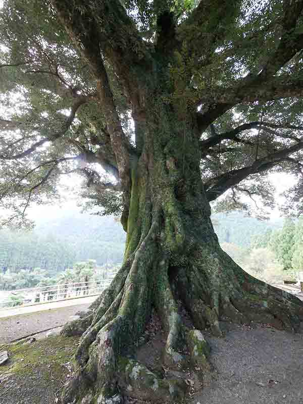 大淵寺のスダジイ