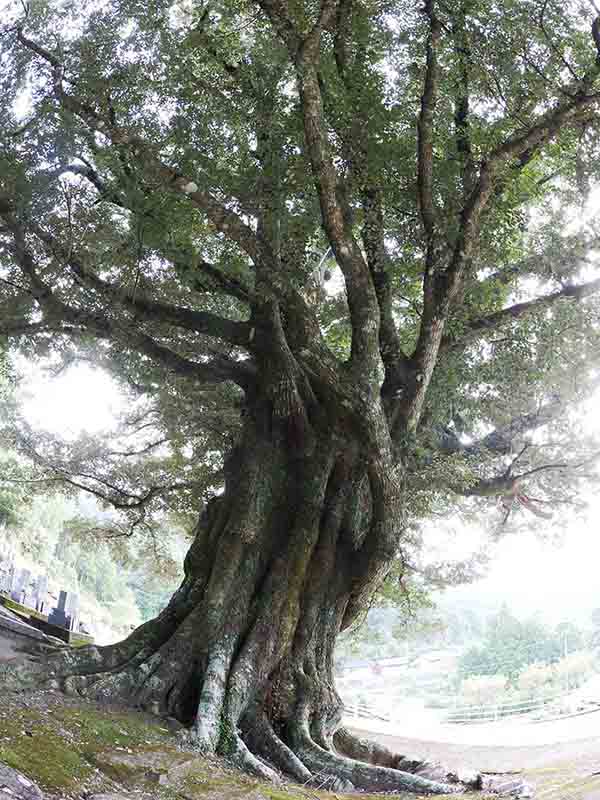 大淵寺のスダジイ