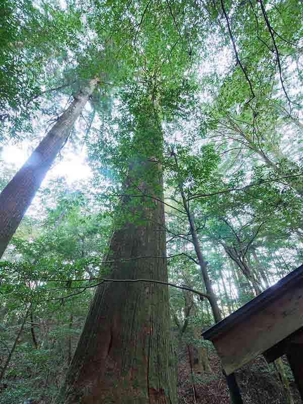 大杉谷の大スギ