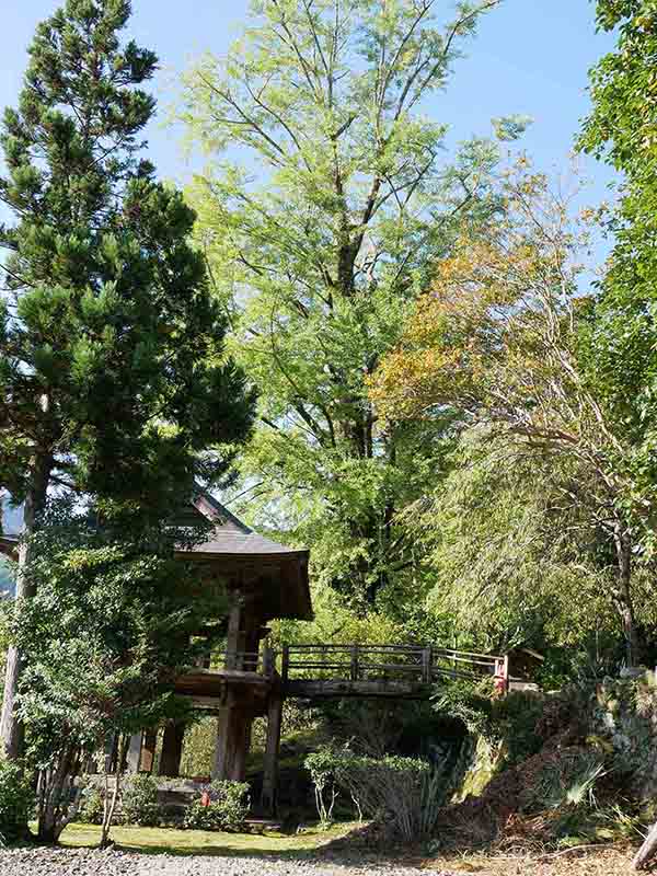 龍翔寺のイチョウ