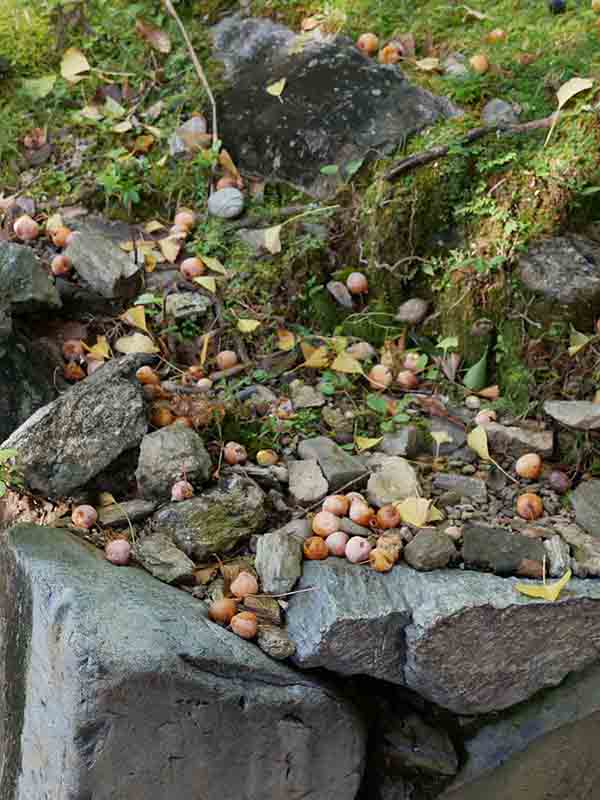 龍翔寺のイチョウ