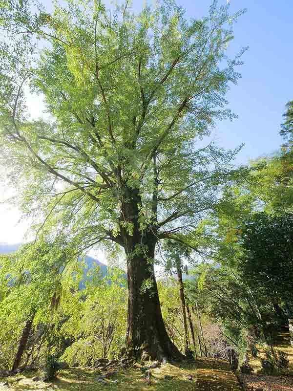 龍翔寺のイチョウ