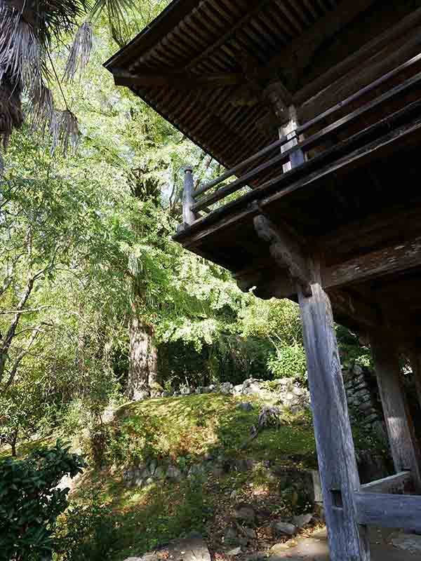 龍翔寺のイチョウ