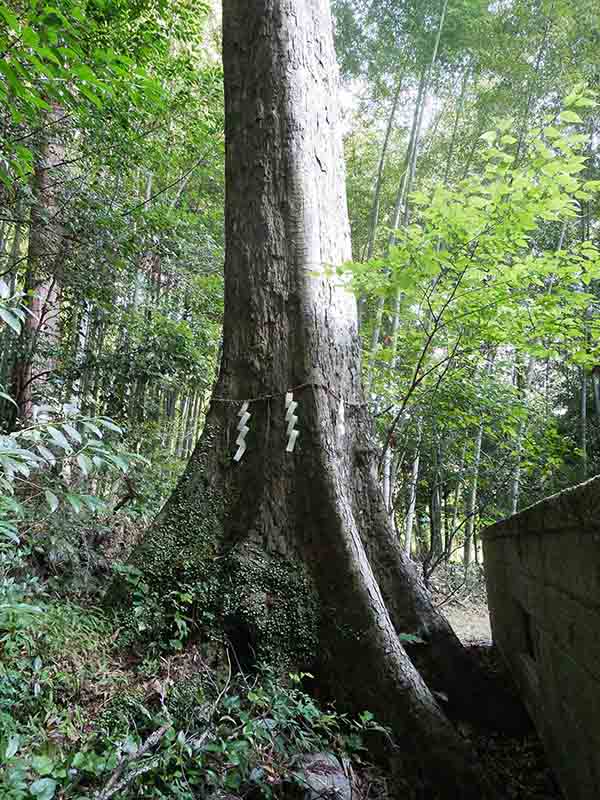 荻原神社のイチイガシ