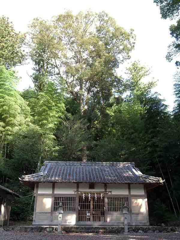 荻原神社のイチイガシ