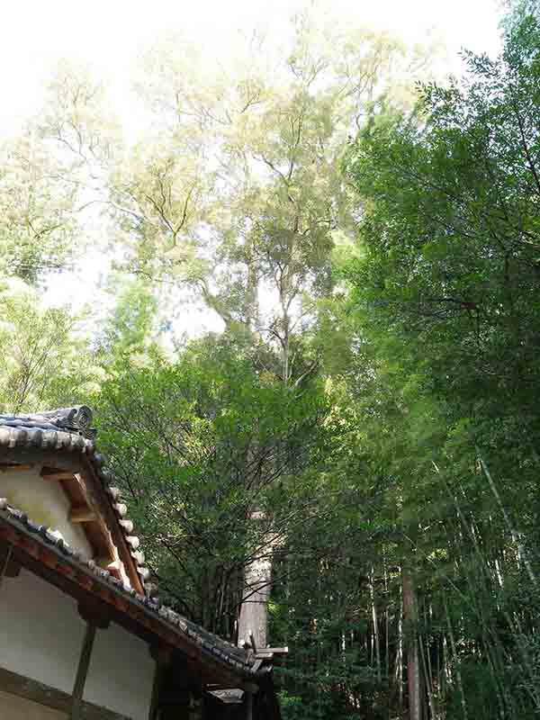 荻原神社のイチイガシ