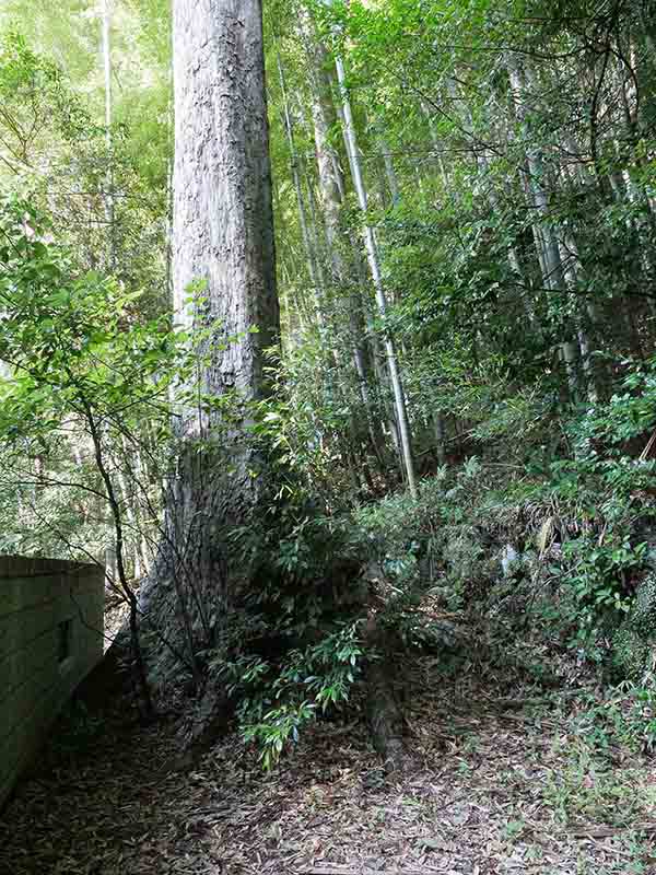 荻原神社のイチイガシ