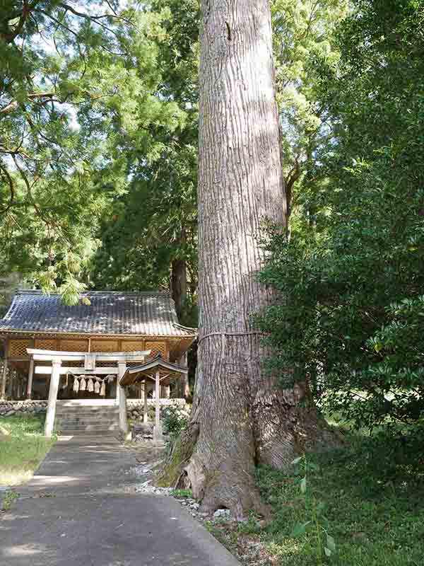 八柱神社のスギ