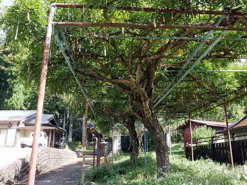 八柱神社のフジ