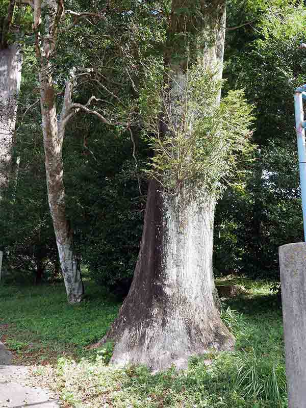 八柱神社のカヤ