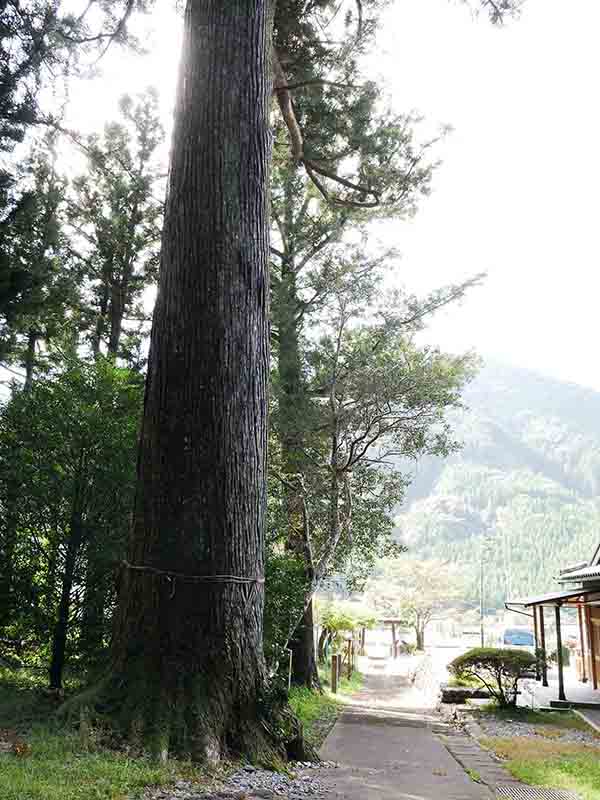 八柱神社のスギ