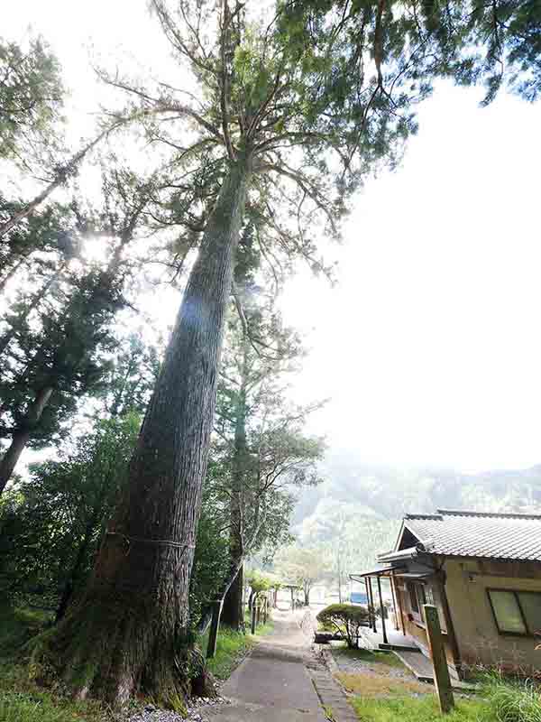 八柱神社のスギ