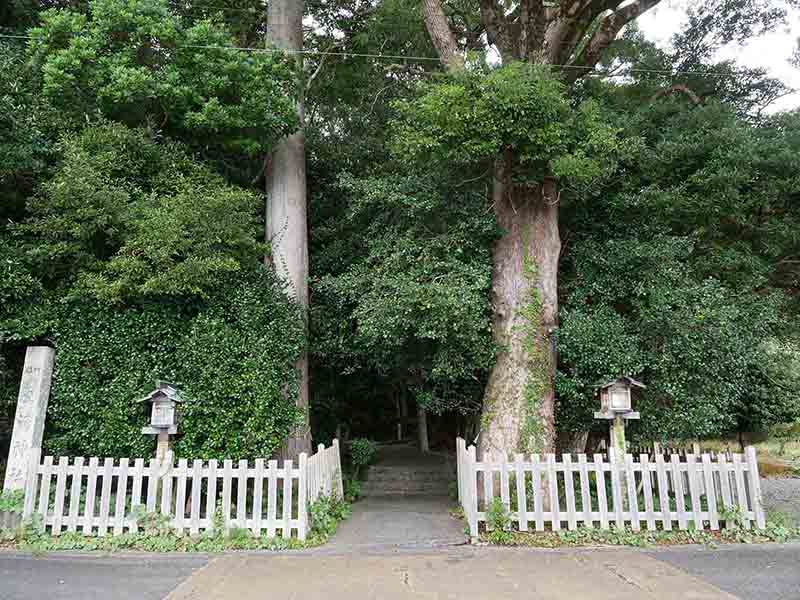 豊浦神社のバクチノキ