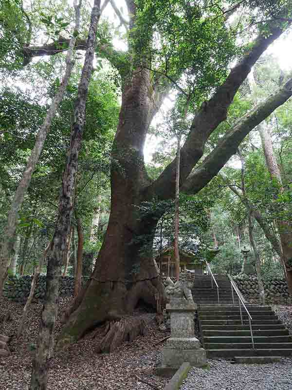 豊浦神社のクス