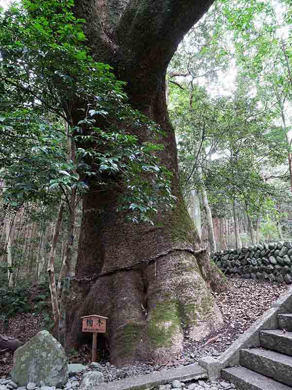 豊浦神社のクス