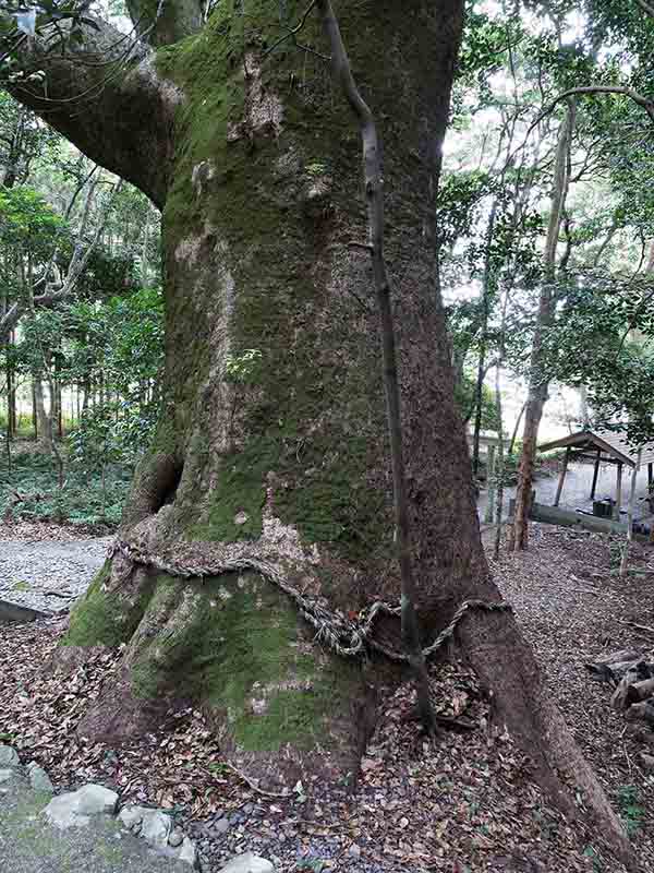 豊浦神社のクス