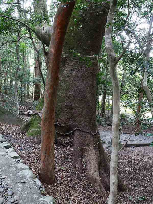 豊浦神社のクス