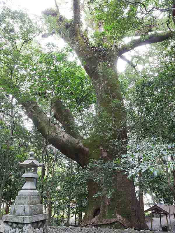 豊浦神社のクス