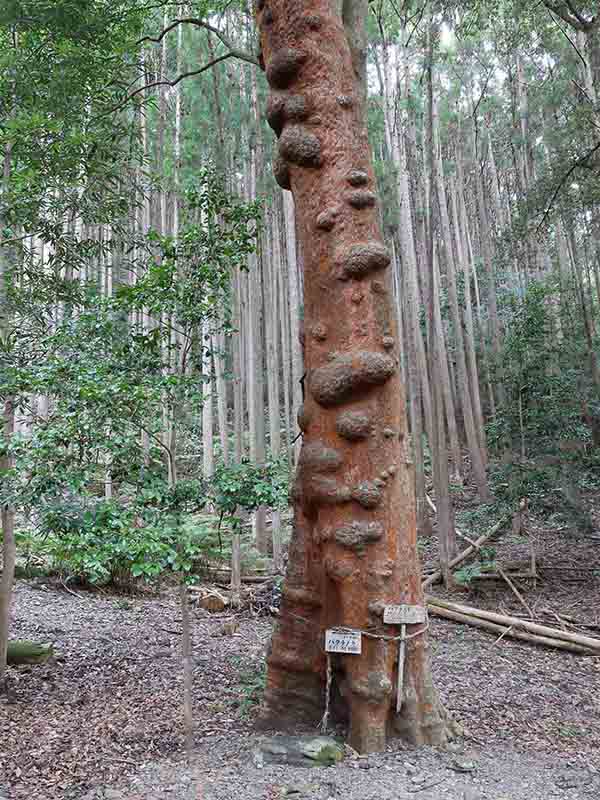 豊浦神社のバクチノキ