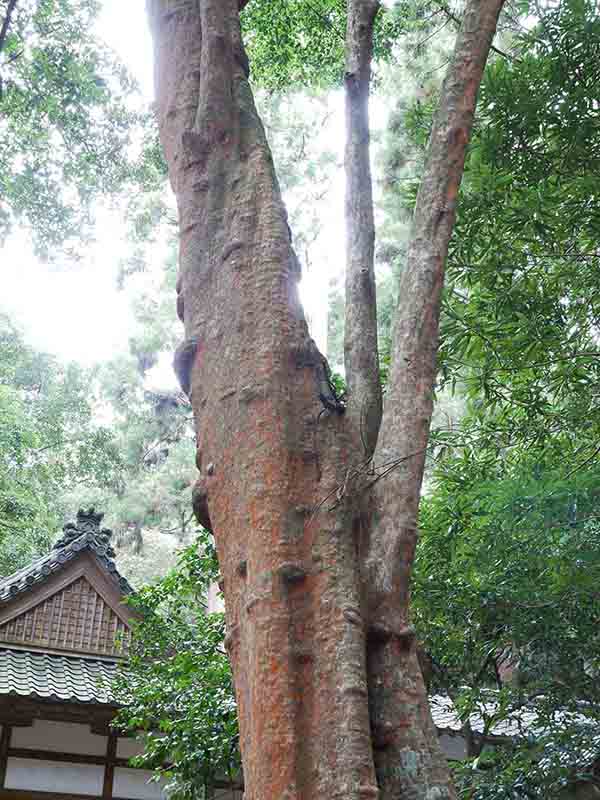 豊浦神社のバクチノキ