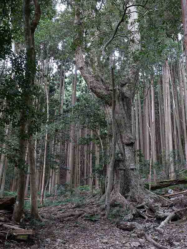 豊浦神社の巨樹