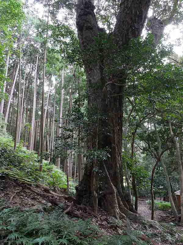 豊浦神社の巨樹