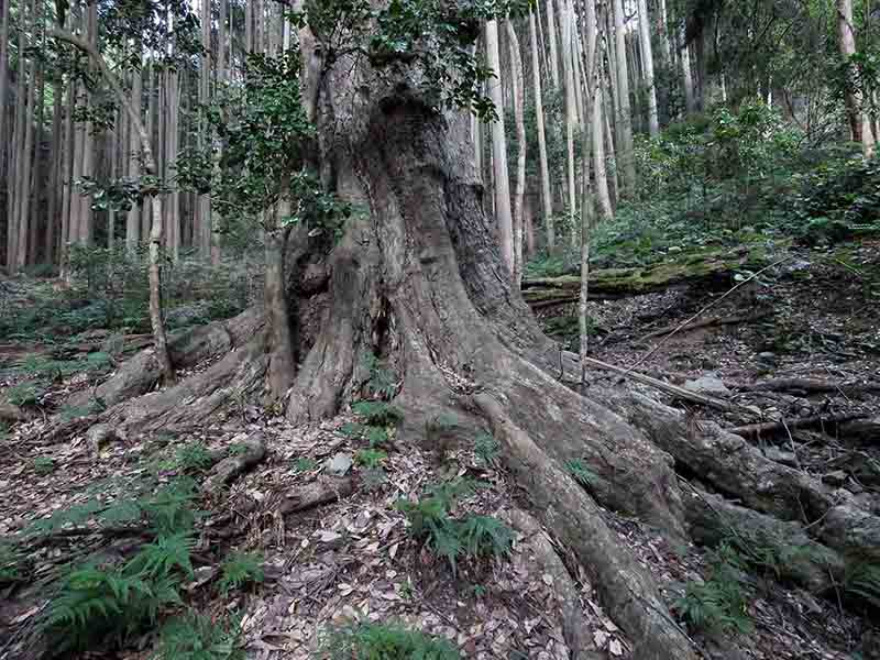 豊浦神社の巨樹