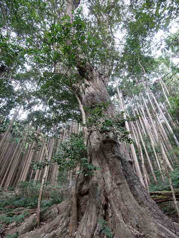 豊浦神社の巨樹