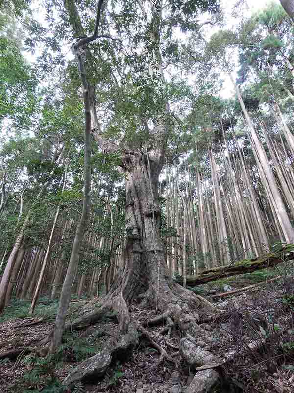 豊浦神社の巨樹