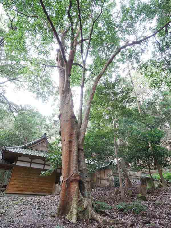 豊浦神社のバクチノキ