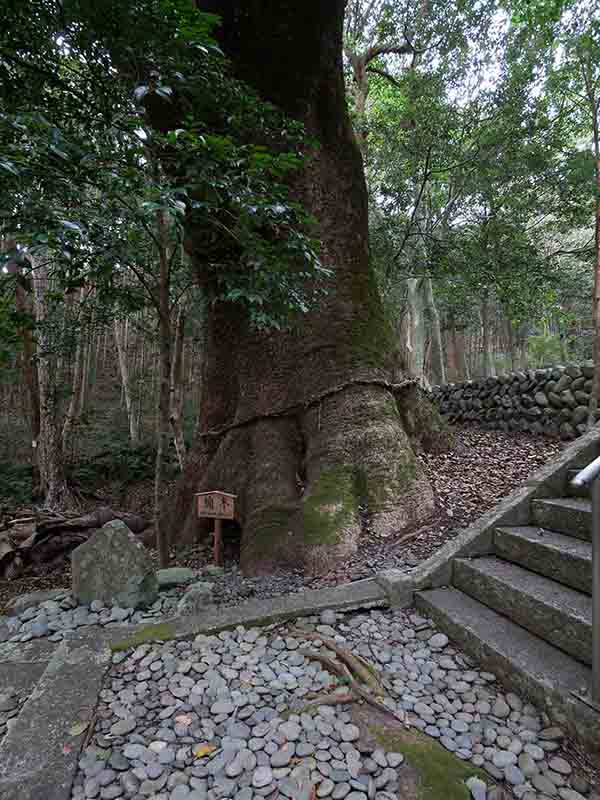 豊浦神社のクス