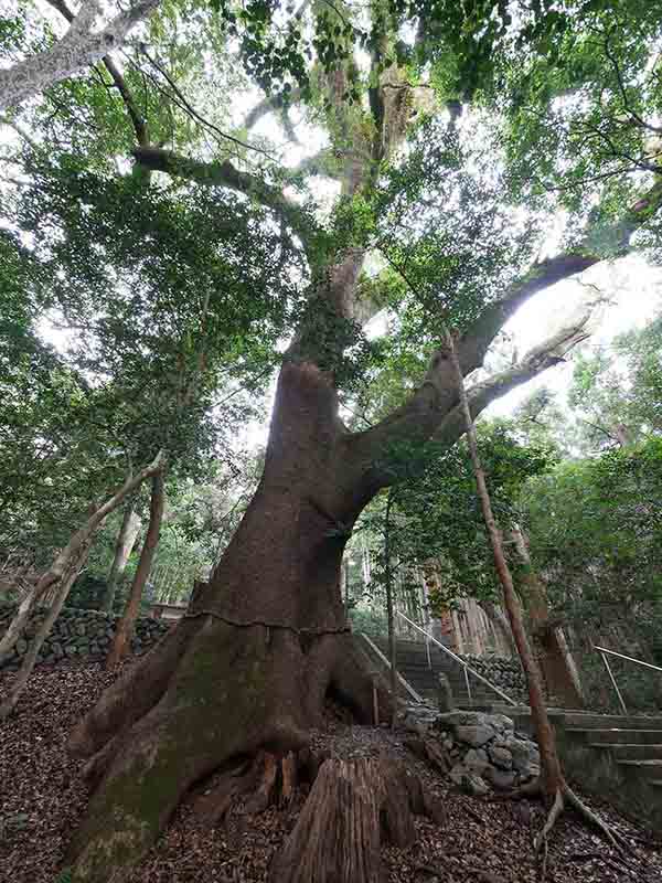 豊浦神社のクス